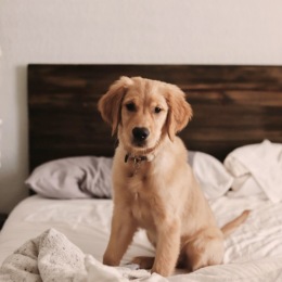 a puppy in a bed